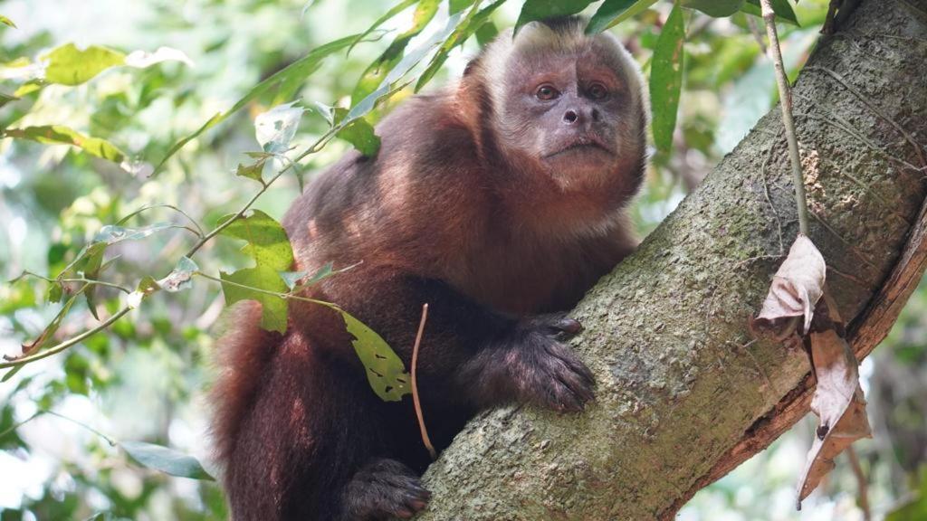 Green Diamond Amazon Lodge Puerto Maldonado Bagian luar foto