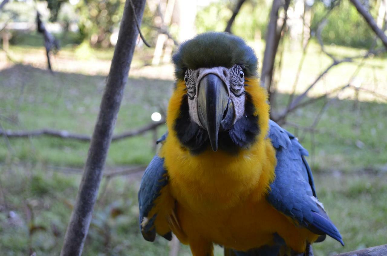 Green Diamond Amazon Lodge Puerto Maldonado Bagian luar foto